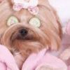 Canine Spa Day at Tupelo Small Animal Hospital