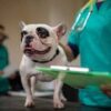 Canine or Feline Annual Exam & Vaccinations